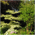 Temple Villa Garden